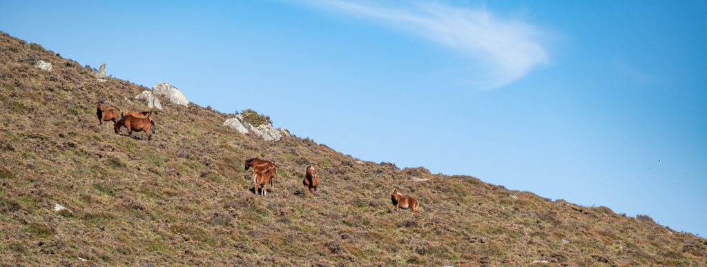Eine kleine Herde wilder Pferde grast an einem steilen Hang unter blauem Himmel.