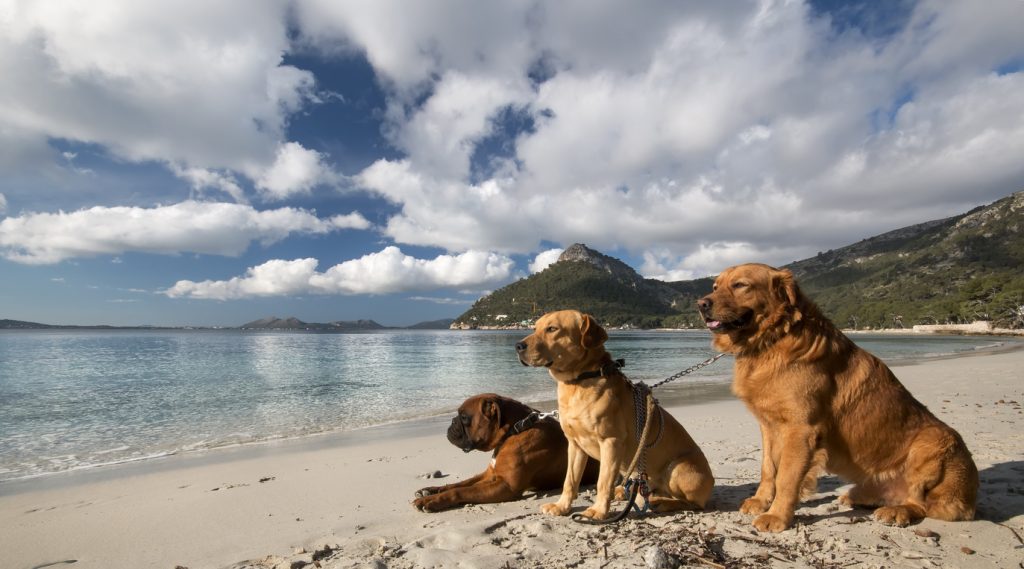 Drei große Hunde sitzen und liegen angeleint am ruhigen Sandstrand vor Bergen.