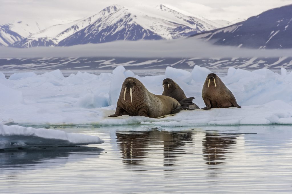 Drei Walrosse liegen auf einer Eisscholle vor schneebedeckten Bergen auf Spitzbergen.