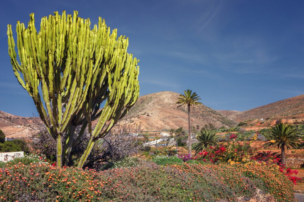 Hohe Kaktusstaude vor trockenen Hügeln und bunten Wildblumen auf Fuerteventura.