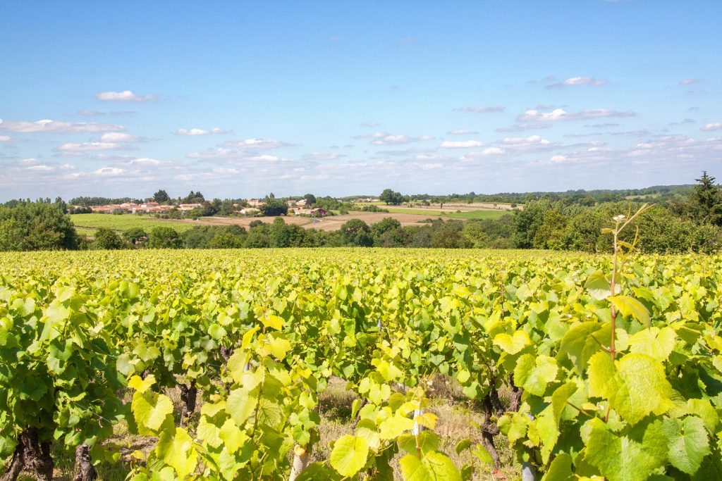 Reihen grüner Reben ziehen sich im Umland von Nantes durch eine sanfte Hügellandschaft.