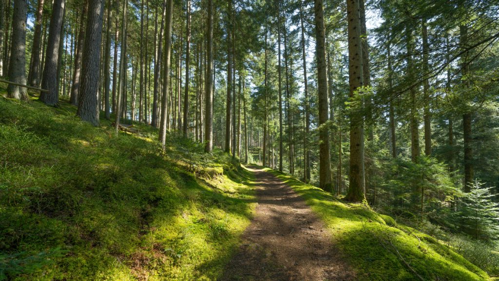 Sonniger Waldweg führt durch hohe Tannen im Schwarzwald.