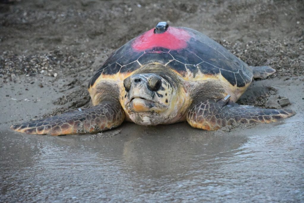 Eine Caretta-caretta Schildkröte Balearen liegt am nassen Sandstrand, auf ihrem Panzer ist ein roter Marker mit Sender befestigt.