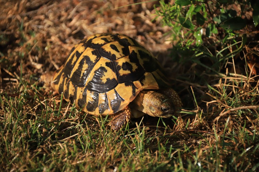 Eine bunt gemusterte Schildkröte auf Mallorca krabbelt über eine Wiese auf den Balearen und frisst Grashalme.