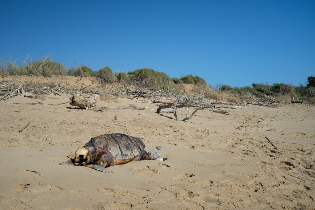 Auf einem verlassenen Sandstrand der Balearen liegt eine Caretta-caretta Schildkröte Balearen reglos im Sand.