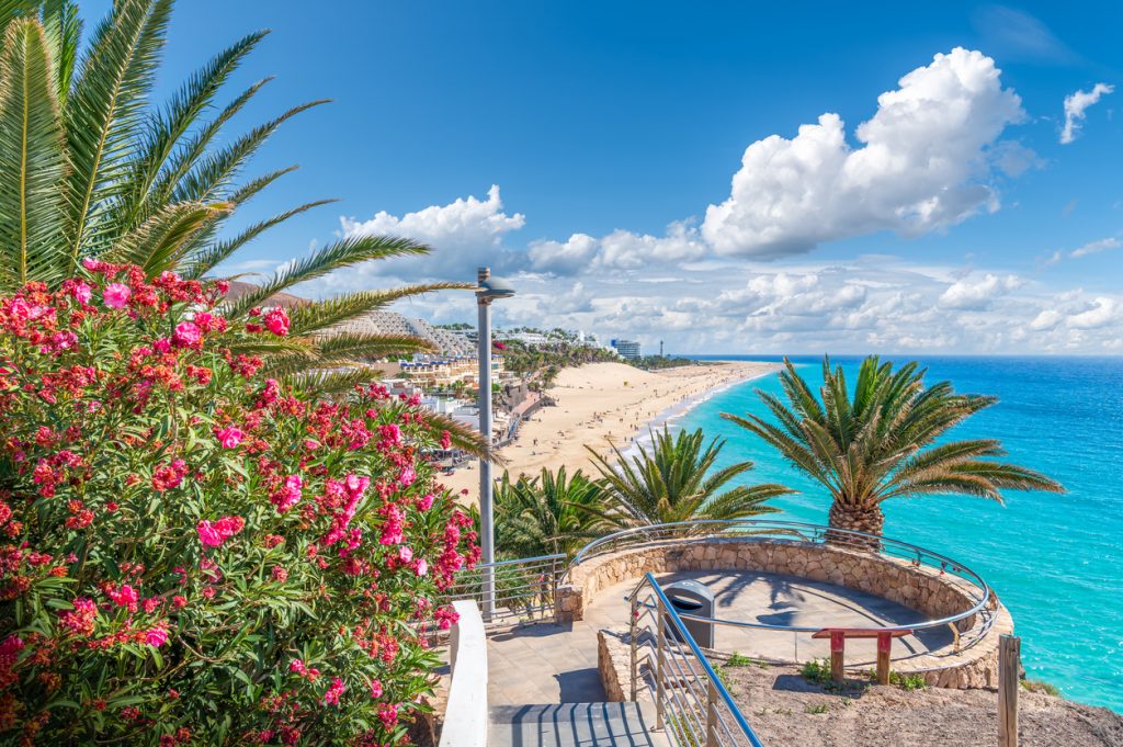 Pinke Blüten und Palmen rahmen den Blick auf einen langen Sandstrand und das Meer auf Fuerteventura.