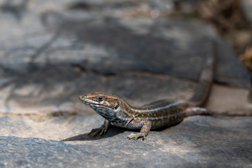 Braune Eidechse mit grünen Punkten liegt auf dunklem Gestein auf Fuerteventura.