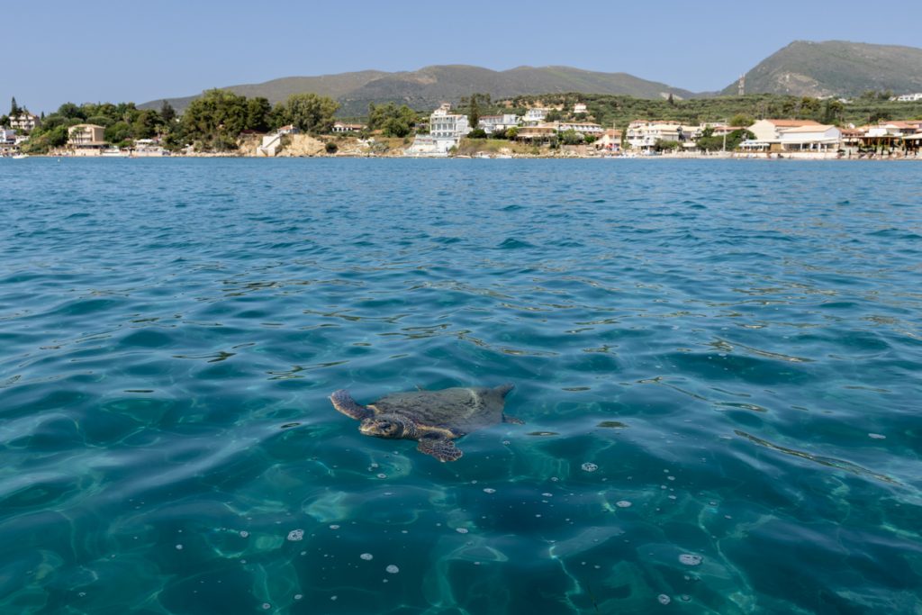Eine Caretta-caretta Schildkröte Balearen schwimmt an der Wasseroberfläche im türkisblauen Meer, im Hintergrund sind Küste und Häuser zu sehen.