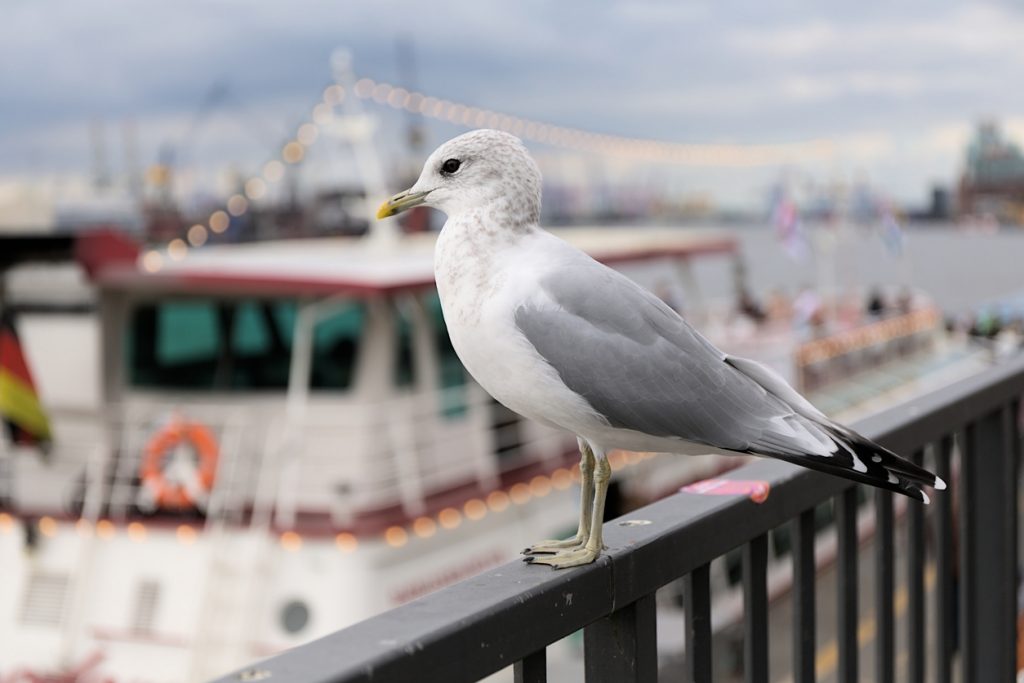 Eine Möwe sitzt in Hamburg auf einem Geländer, im Hintergrund liegt ein Schiff am Hafen.