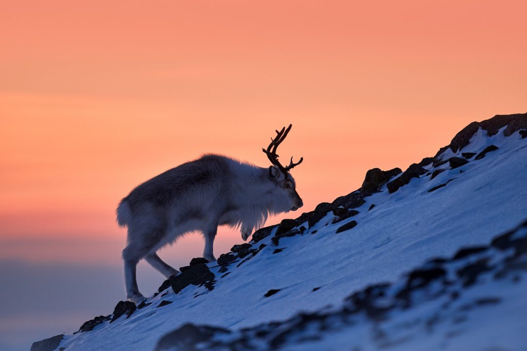 Ein Rentier steigt eine verschneite Anhöhe hinauf, der Himmel über Spitzbergen glüht orange.