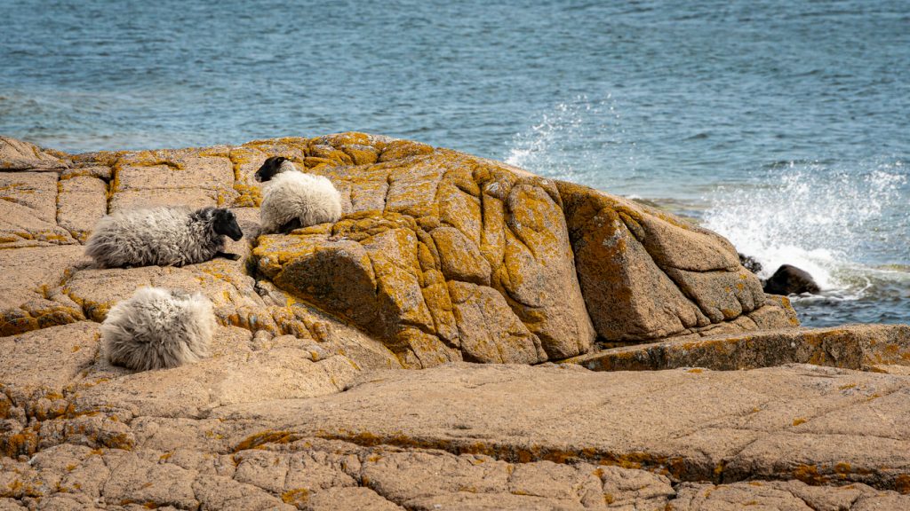 Mehrere Schafe ruhen auf felsiger Küste direkt am Meer auf Bornholm.