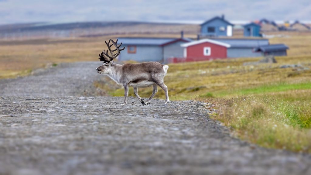 Ein Spitzbergen-Rentier überquert eine Schotterstraße vor einigen bunten Häusern.