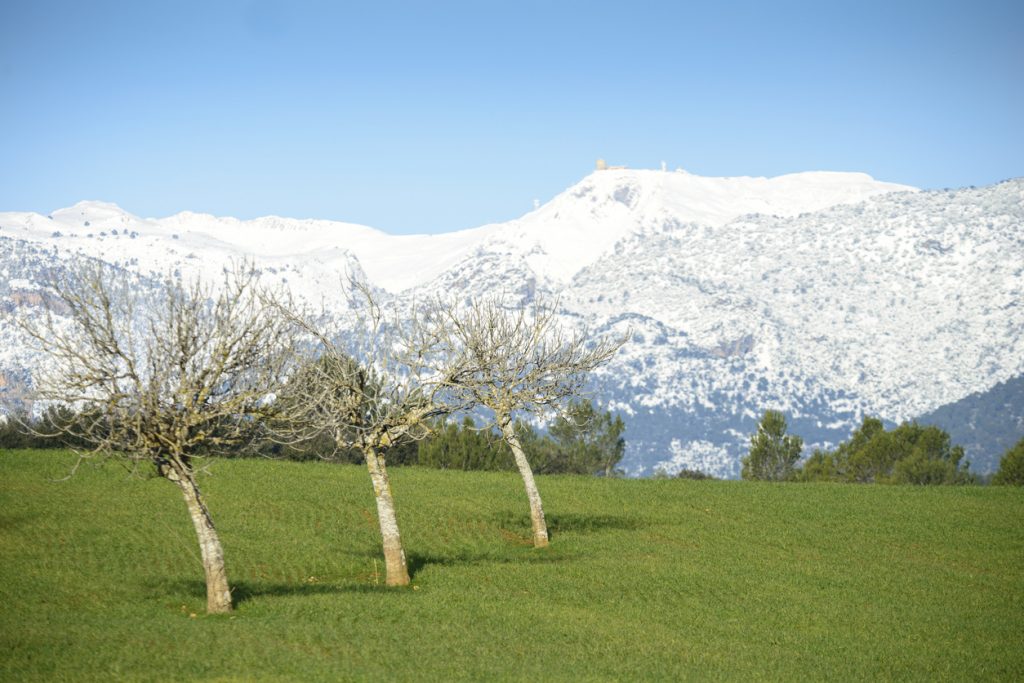 Grüne Wiese mit kahlen Bäumen vor den schneebedeckten Bergen des Tramuntana-Gebirges bei Inca auf Mallorca.