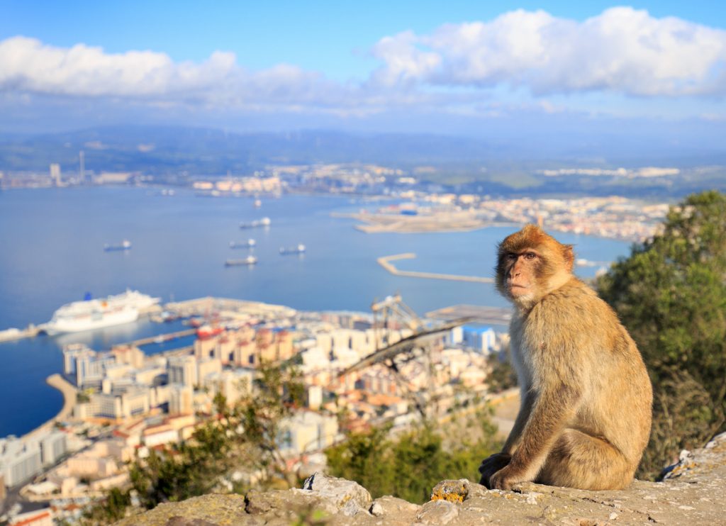 Berberaffe sitzt auf einem Felsen in Gibraltar und blickt über Stadt und Hafen.