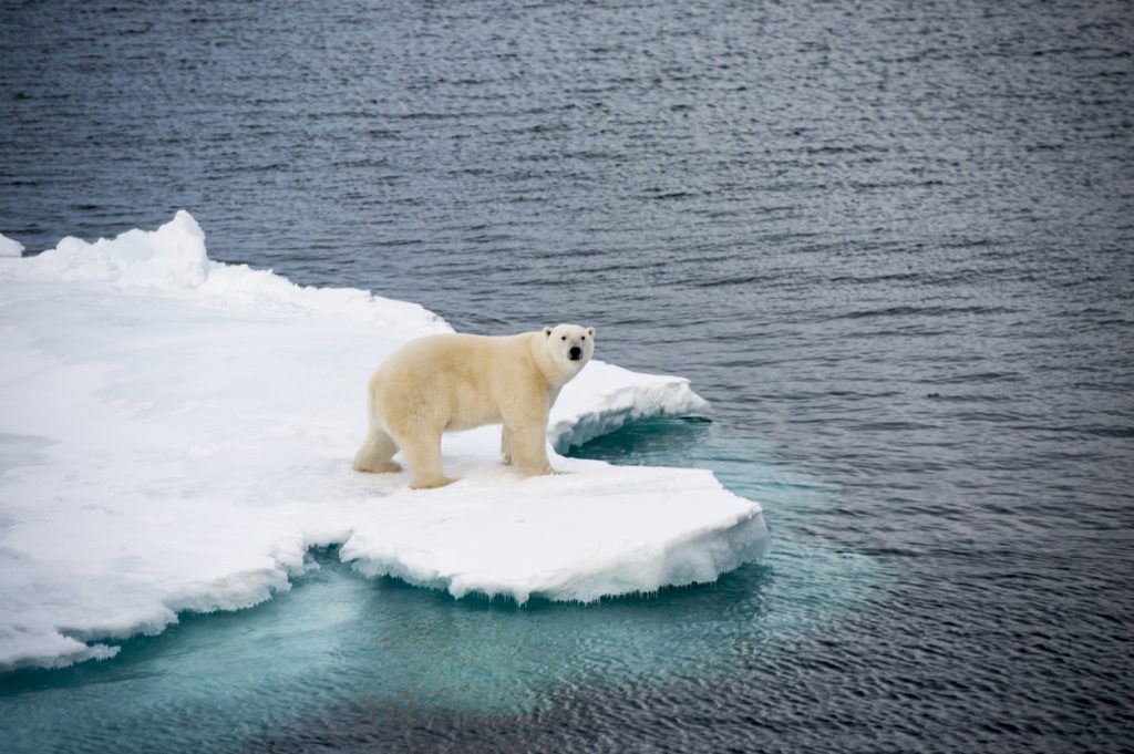 Ein einzelner Eisbär steht auf einer Eisscholle im Meer vor Spitzbergen.