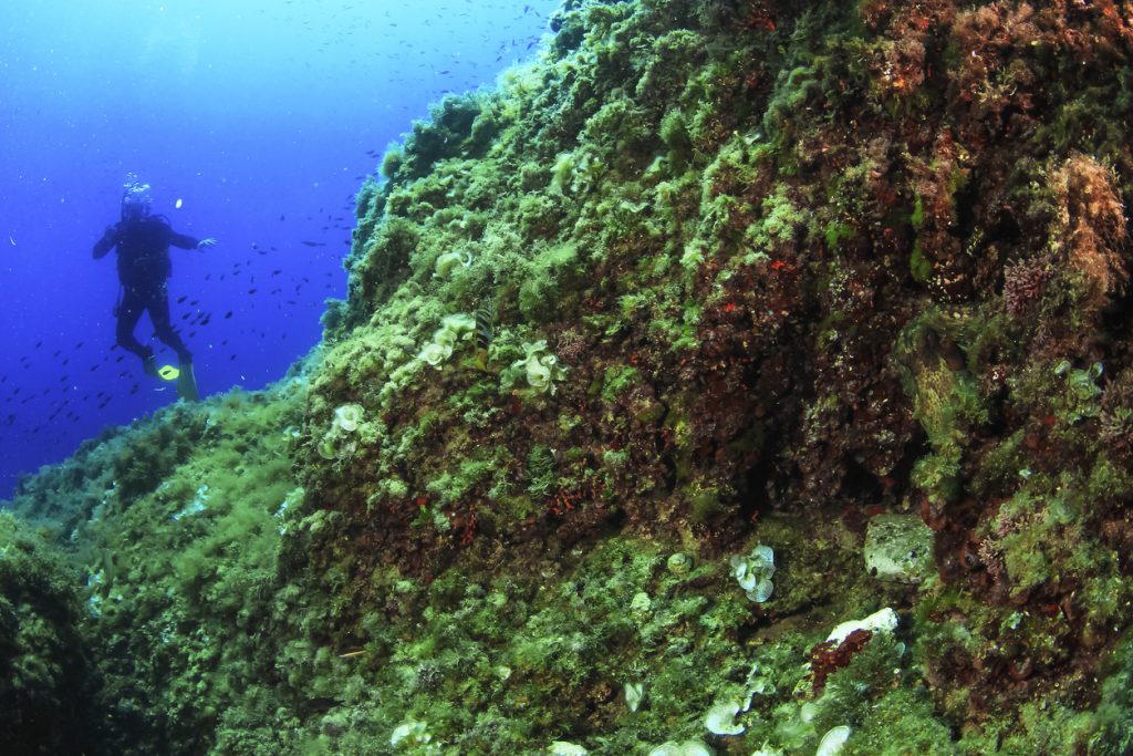Ein Taucher schwebt neben einer bewachsenen Steilwand im blauen Wasser beim Tauchen auf Mallorca.