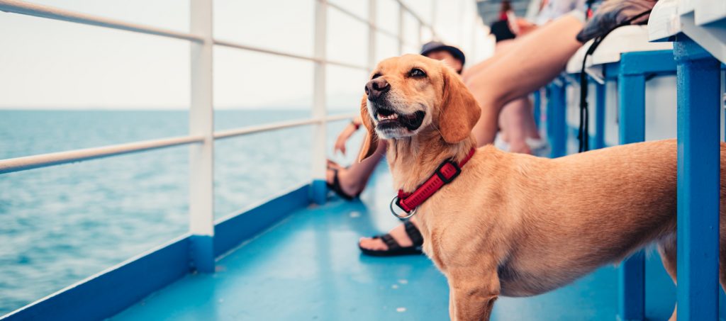 Ein Hund steht auf dem Fährdeck neben Sitzbänken, im Hintergrund sieht man das Meer.