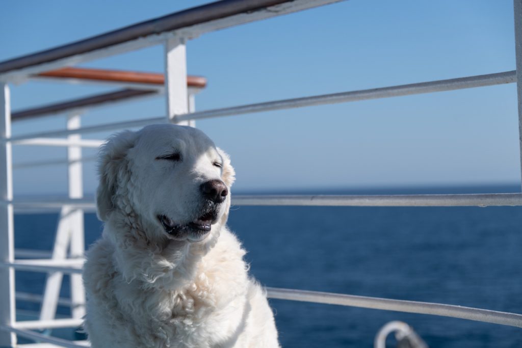 Ein weißer Hund sitzt an der Reling und blickt mit halb geschlossenen Augen Richtung Meer.