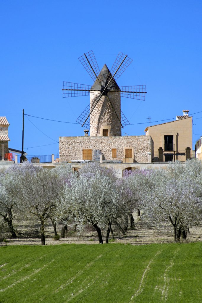 Eine traditionelle Windmühle steht hinter einem Feld mit blühenden Bäumen.