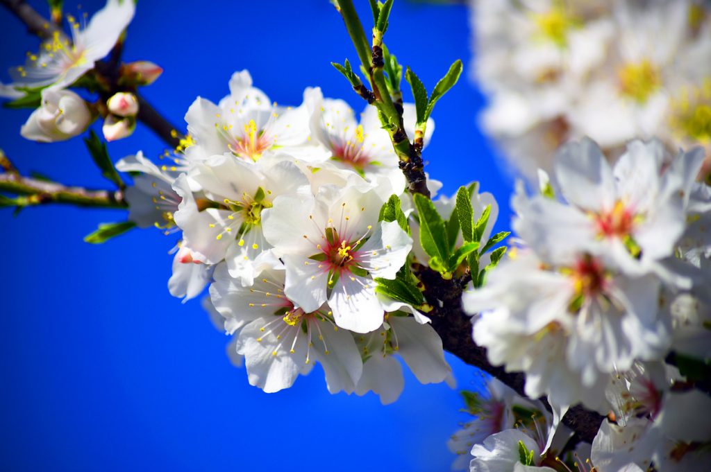 Weiße Mandelblüten öffnen sich an einem Ast vor tiefblauem Himmel.