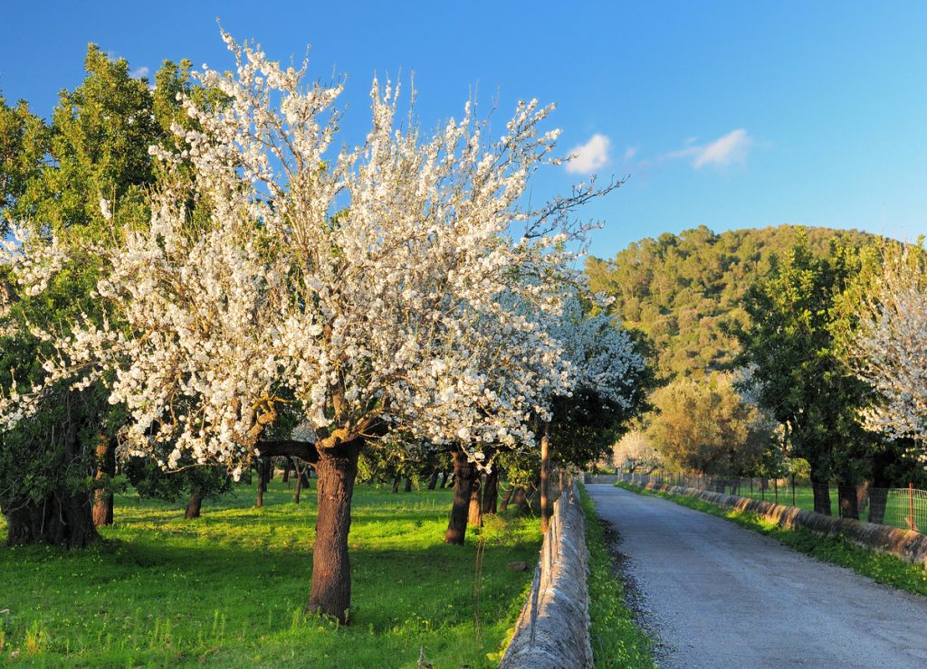 Ein Weg führt an blühenden Mandelbäumen vorbei durch eine grüne Landschaft.