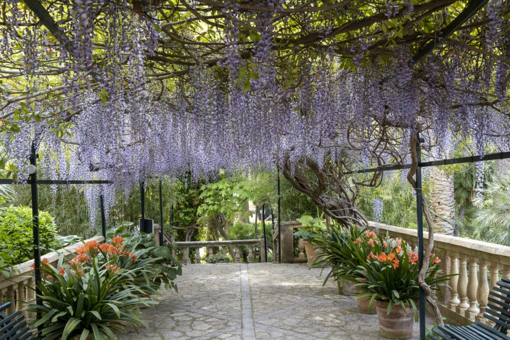 Lila Blauregen hängt über einer Pergola in den Jardins d’Alfàbia bei Bunyola.