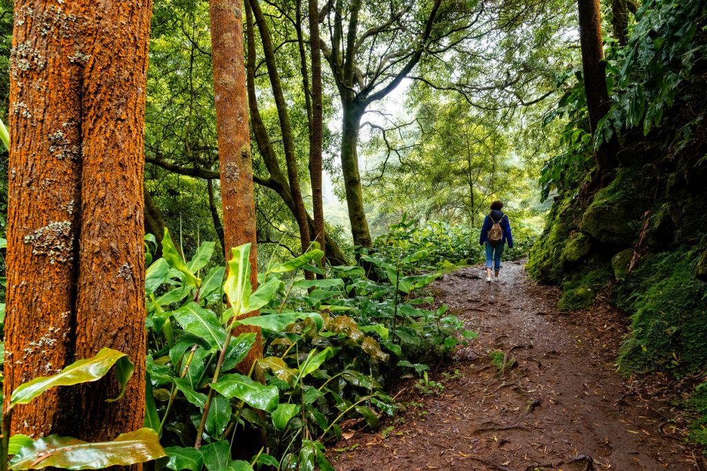 Wanderweg im grünen Wald der Azoren mit einer Person im Hintergrund.