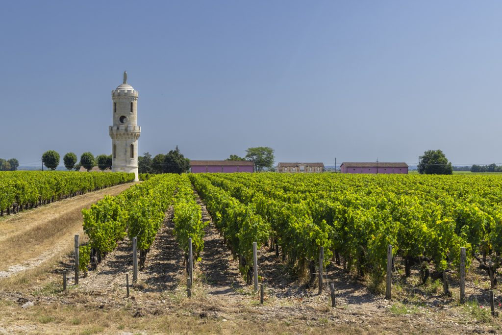 Weinberg mit geraden Rebenreihen und einem Turm in der Ferne