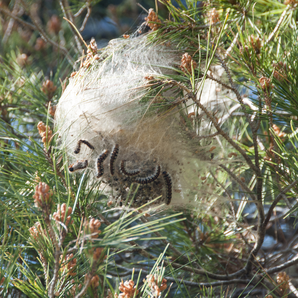 Prozessionsspinner-Raupen sammeln sich in einem dichten Gespinst zwischen Kiefernnadeln.