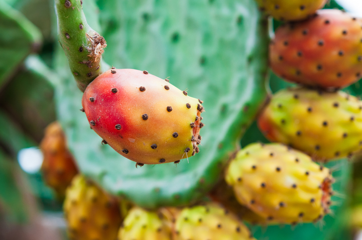 Reife, gelb-rote Kaktusfeigen wachsen an einem grünen Opuntien-Kaktus im Detail.