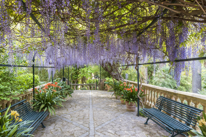 Lila Blütentrauben hängen über einem steinernen Weg mit Bänken und Pflanzenkübeln.