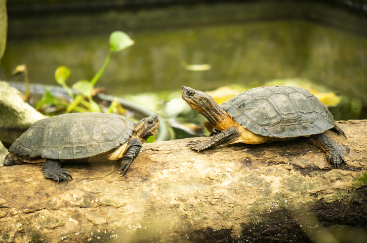 Zwei Schildkröten mit markanten gelben Streifen am Hals sonnen sich auf einem liegenden Baumstamm.