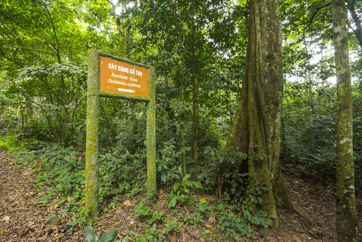 Ein orangefarbenes Hinweisschild im dichten Dschungel mit der Aufschrift „Cay Dang Co Thu - Ancient tree“.