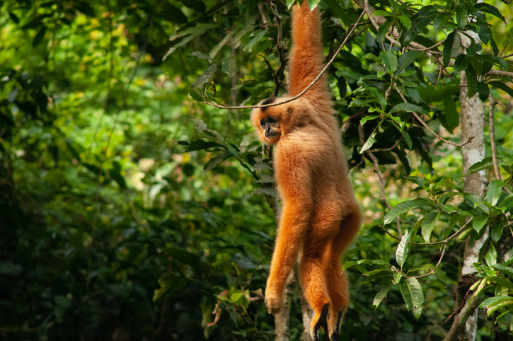 Ein hellbrauner Gibbon mit langem Fell hangelt sich mit einem Arm an einem Ast durch das grüne Blätterdach.