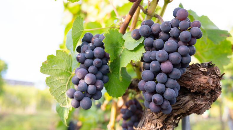 Dunkle Weintrauben hängen dicht an einem Rebstock mit grünen Blättern.