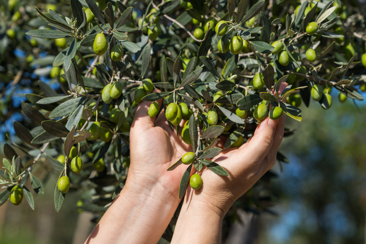 Zwei Hände halten einen Zweig mit vielen grünen Oliven an einem Olivenbaum.
