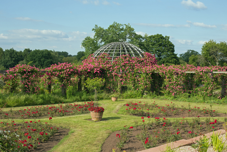 Ein begrünter Pavillon mit pinken Kletterrosen in einer gepflegten Parkanlage in Darmstadt.