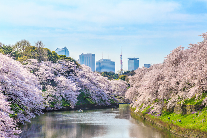 Ein ruhiger Wasserlauf in Tokio wird von blühenden Kirschbäumen gesäumt, während im Hintergrund moderne Hochhäuser aufragen.