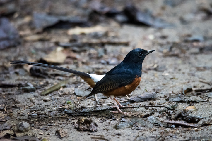 Ein kleiner Vogel mit schwarzem Kopf, orangefarbener Brust und sehr langem Schwanz auf dem Waldboden.