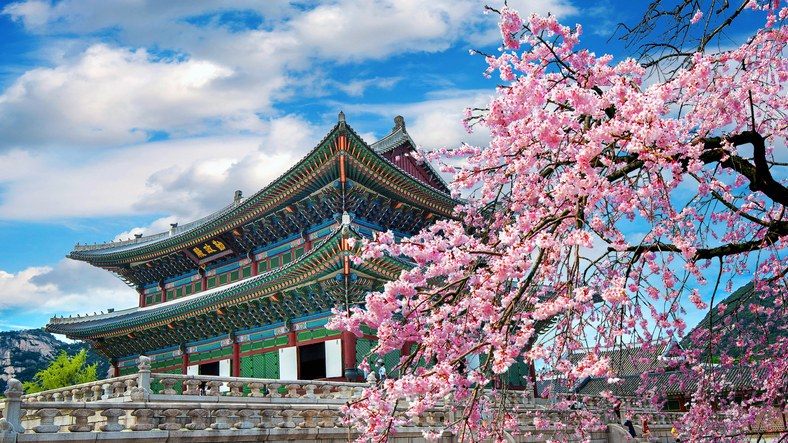 Ein prächtiger Kirschblütenbaum mit zartrosa Blüten steht vor einem kunstvoll verzierten Tempelgebäude in Südkorea.