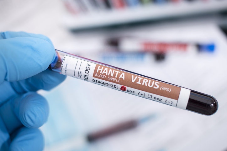 Hantavirus – Was man über die Krankheit wissen sollte