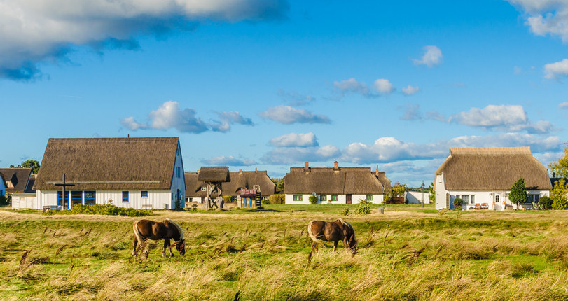Zwei Pferde grasen auf einer weiten, sonnigen Wiese vor einer Reihe von traditionellen Häusern mit Reetdächern auf der autofreien Insel Hiddensee.