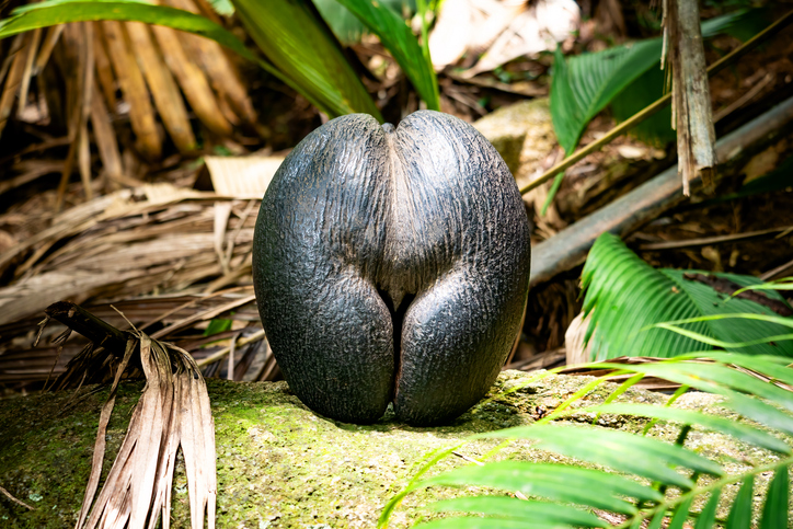 Eine große, dunkelbraune Coco de Mer Nuss liegt auf einem Stein inmitten von tropischem Grün.