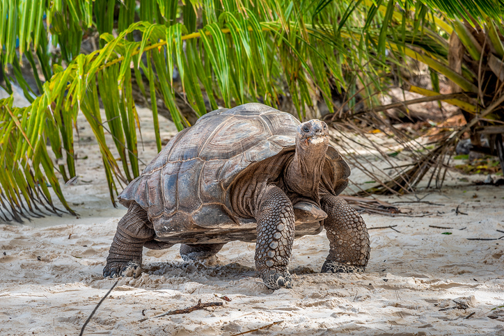 Eine große Landschildkröte kriecht über hellen Sand im Schatten von Palmenblättern.