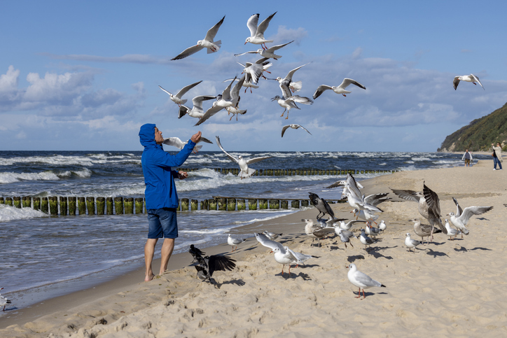 Ein Mann in einer blauen Jacke steht am Ufer in Misdroy und wird von einer großen Schar fliegender Möwen umkreist.