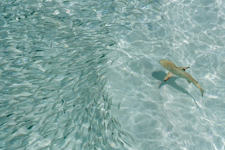 Ein kleiner Schwarzspitzen-Riffhai schwimmt durch kristallklares Wasser neben einem großen Fischschwarm
