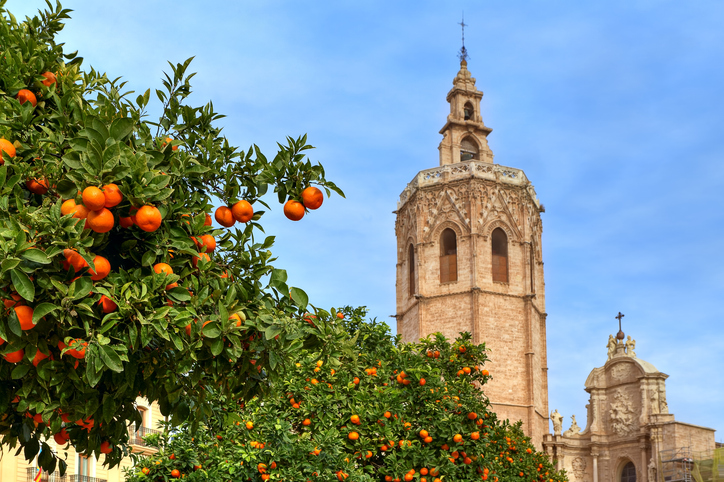 Reife Orangen hängen an grünen Bäumen im Vordergrund, dahinter ist der berühmte Glockenturm von Valencia zu sehen.