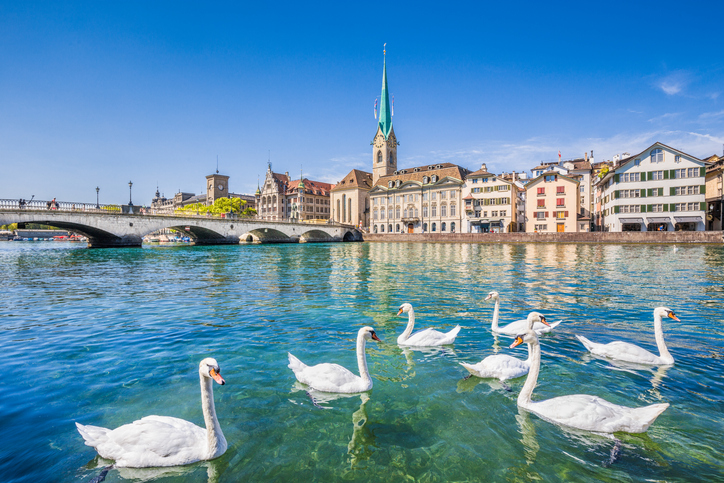 Eine Gruppe weißer Schwäne schwimmt auf der Limmat vor der Kulisse der Zürcher Altstadt.