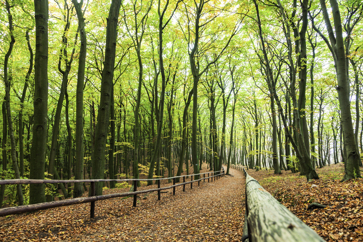 Ein herbstlicher Waldweg in Misdroy, der von einem niedrigen Holzzaun begrenzt wird und von hohen Bäumen umgeben ist.
