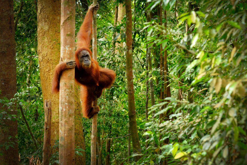Ein Orang-Utan klettert geschickt an einem Baumstamm im dichten, grünen Regenwald von Sumatra.